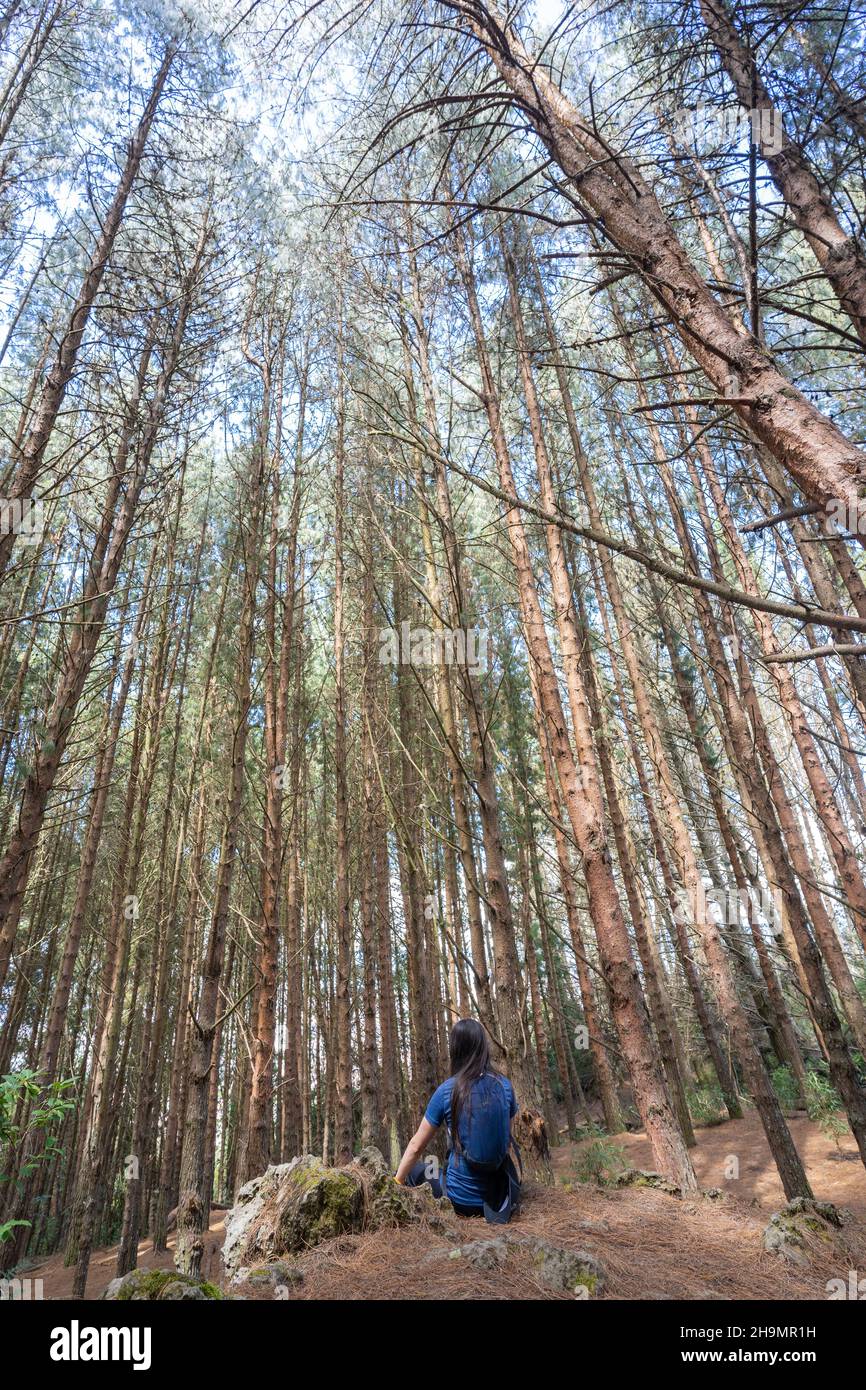 Meditation im Wald inmitten der Bäume. Stockfoto