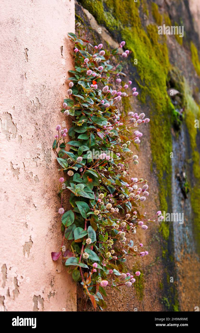 Rosa Globe Amaranth Blumen an der Wand (Gomphrena globosa) Stockfoto