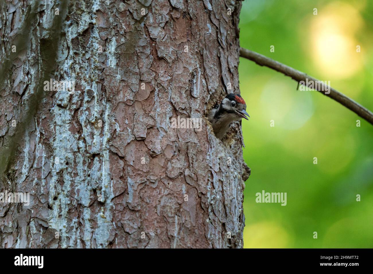 Der junge Buntspecht guckt aus dem Baum. Specht im Wald. Ornithologie im europäischen Wald. Stockfoto