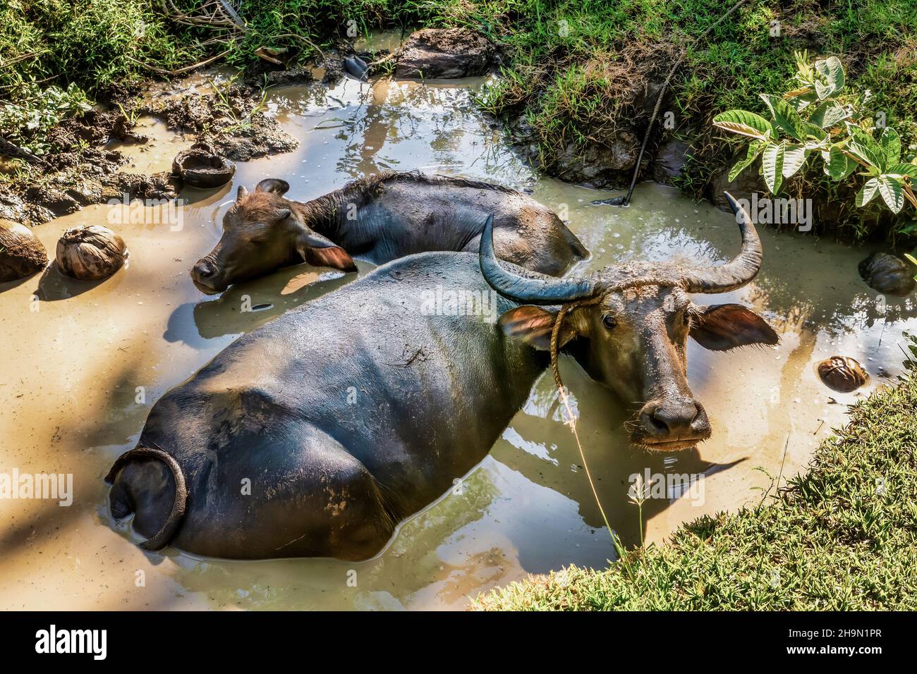 Eine Mutter Carabao (Bubalus bubalis), eine Wasserbüffelart, und ihr Kalb schwelen in schlammigem Wasser auf den Philippinen. Stockfoto