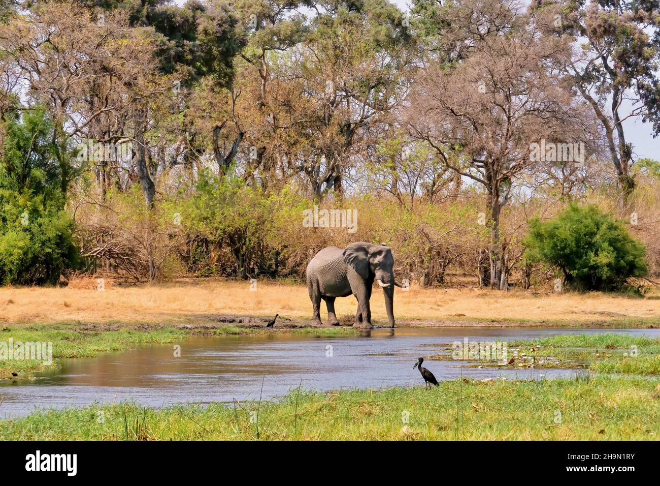 Ein Weitwinkelblick auf einen einsamem männlichen wilden afrikanischen Elefanten (Loxodonta africana), der aus einem Fluss im Moremi Game Reserve trinkt, und die Landschaft. Stockfoto