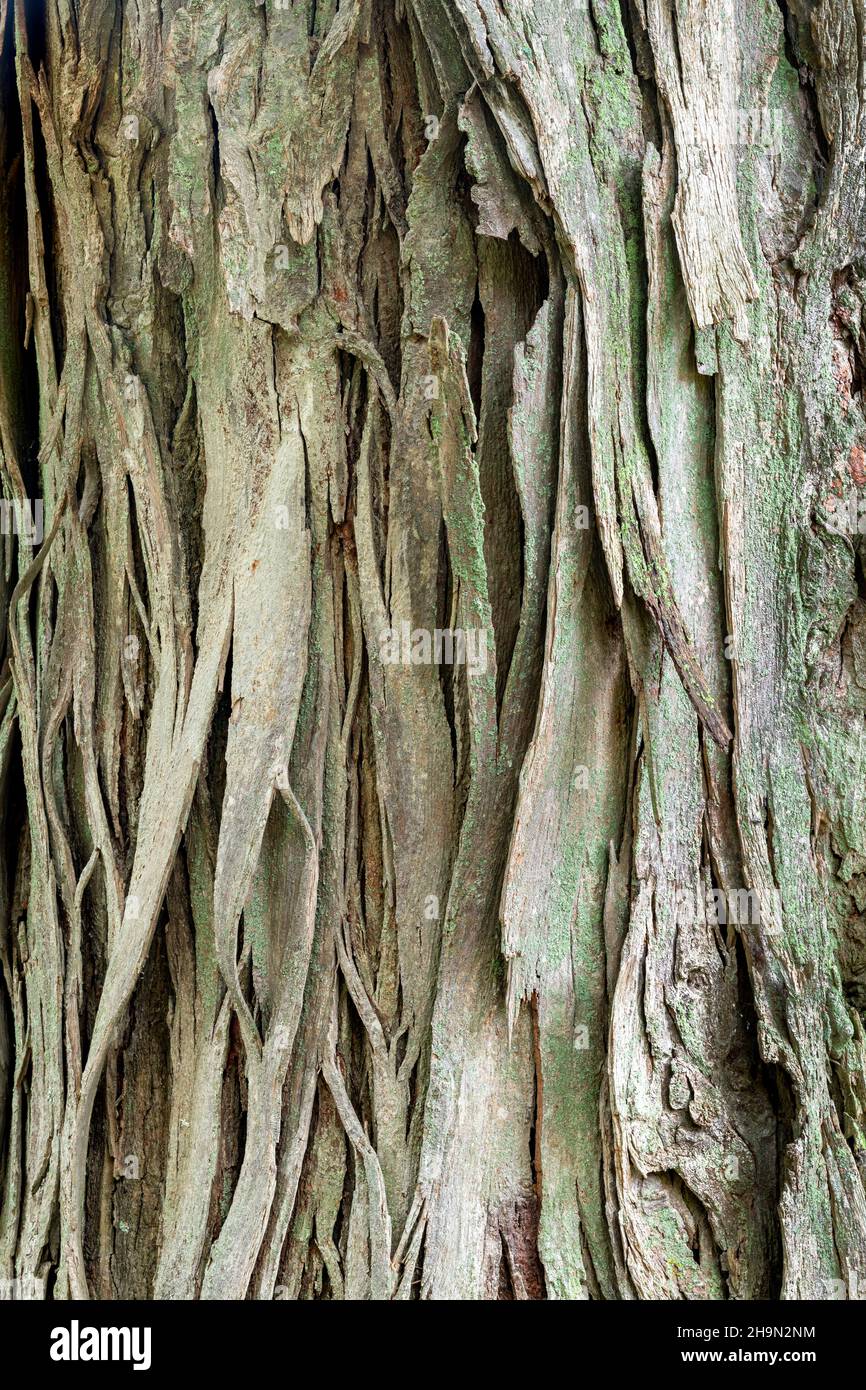 Shagbark Hickory (Carya ovata), heimischer Baum, Ost-USA, von Dominique Braud/Dembinsky Photo Assoc Stockfoto