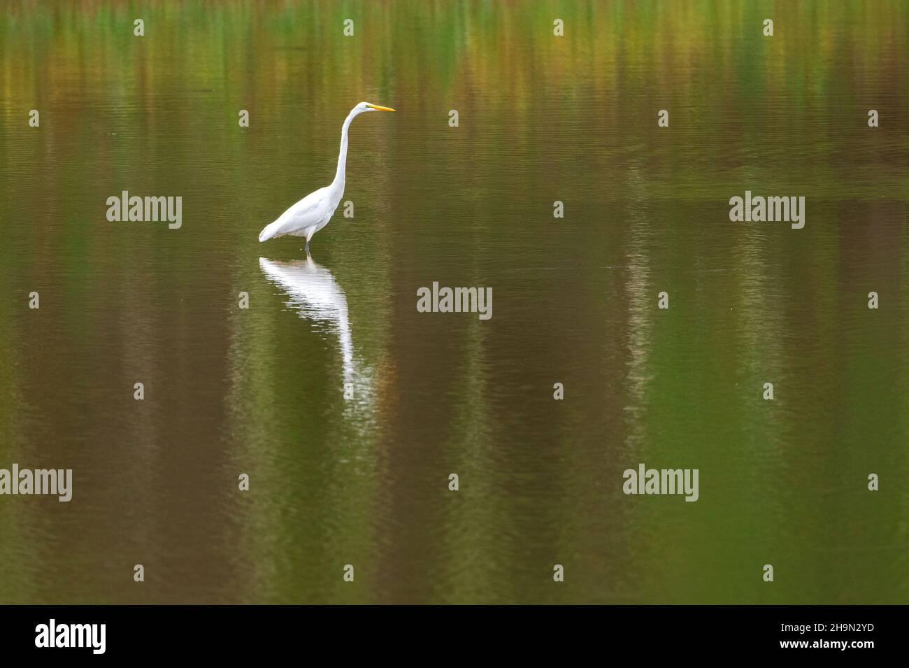 Großreiher (Ardea alba), watend, Angeln im Teich, E Nordamerika, von Dominique Braud/Dembinsky Photo Assoc Stockfoto Großreiher (Ardea alba), watend, Angeln im Teich, E Nordamerika, von Dominique Braud/Dembinsky Photo Assoc Stockfoto