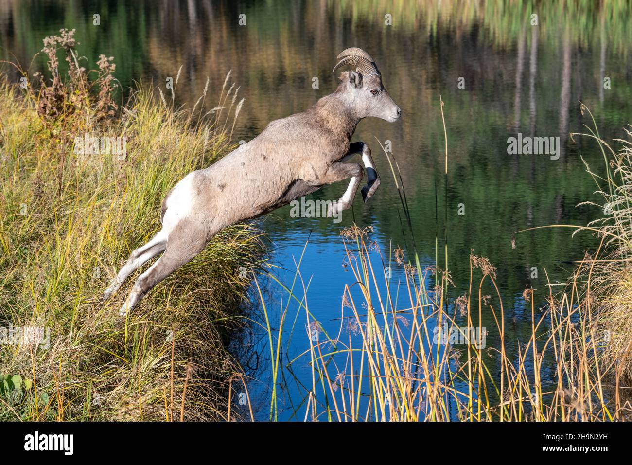 Bighorn Schafe (Ovis canadensis) springen über Creek, Custer State Park, Autumn, South Dakota, USA, Von Dominique Braud/Dembinsky Photo Assoc Stockfoto