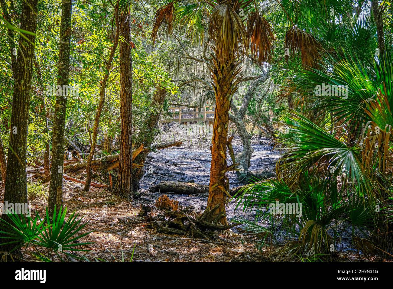 Regenwälder Feuchtgebiete Stockfoto