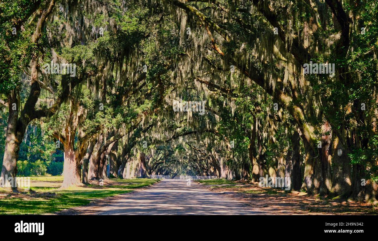 Spanischer Moos Über Der Straße Stockfoto