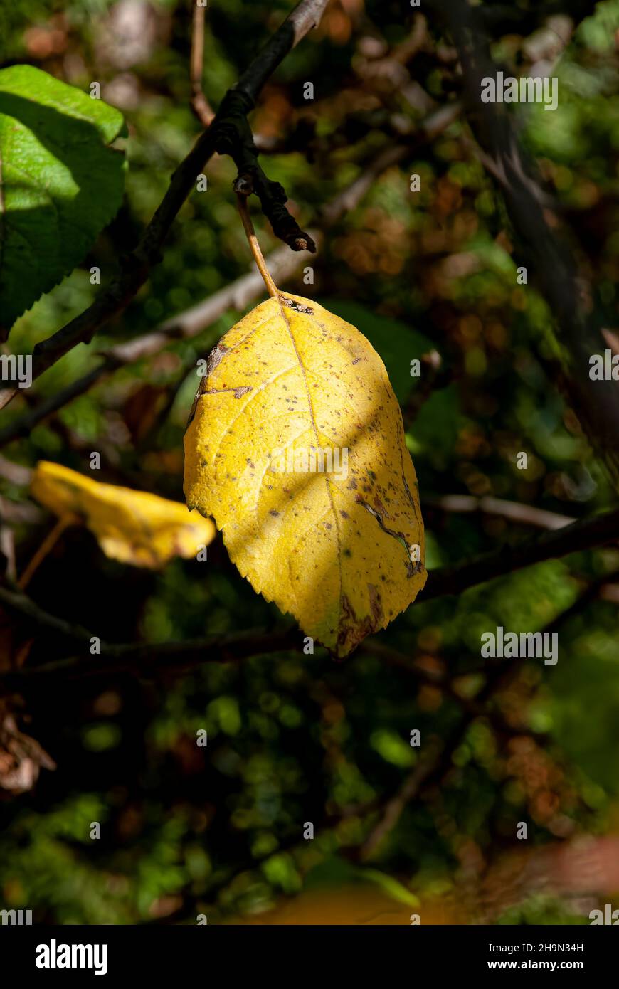 Herbstblatt (Chiaroscuro) – ein herbstliches gelbes Blatt auf verschwommenem Hintergrund Stockfoto