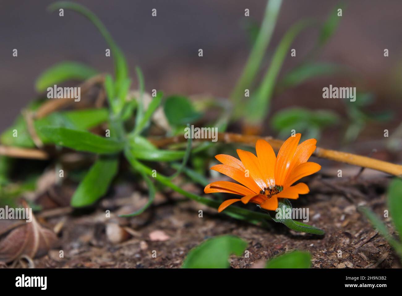 Cape Marigold Daisy Flower in Bloom (Dimorphotheca sinuata) Stockfoto