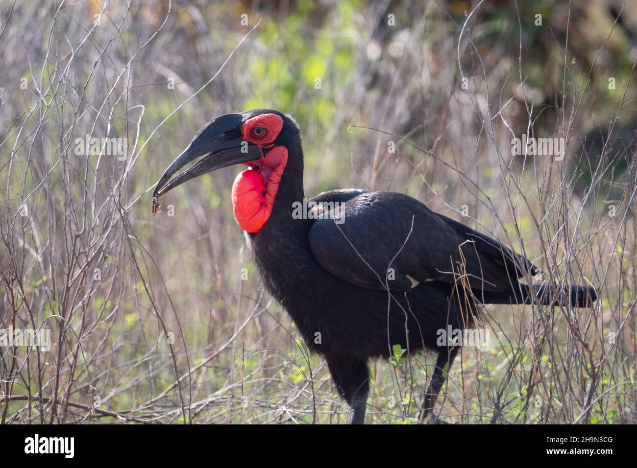 Ein südlicher Hornschnabel auf der Jagd nach Insekten im Krüger National Park, Südafrika Stockfoto