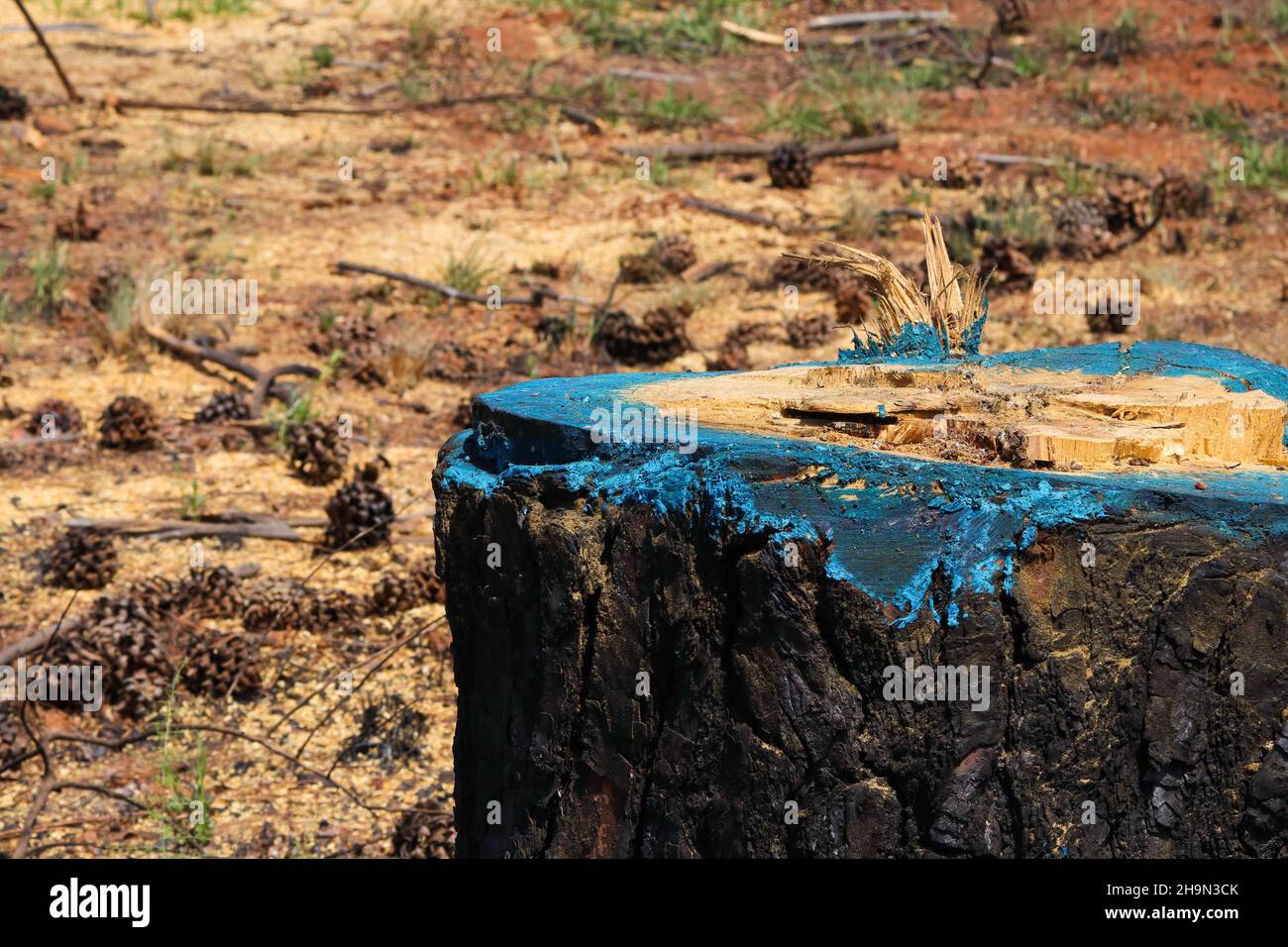 Den Baumstumpf Mit Blauem Herbizid Abschneiden Stockfoto