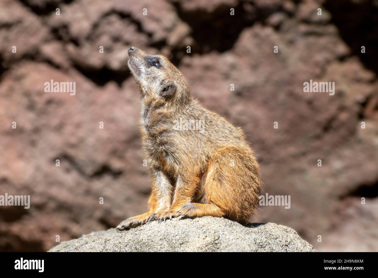 Erdmännchen-Wächter am Lookout Rock Stockfoto