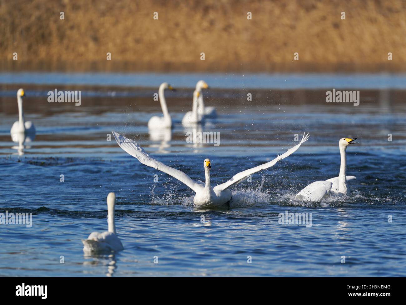 Peking, China. 7th Dez 2021. Schwäne sind am Qingshui-Fluss im Bezirk Miyun in Peking, der Hauptstadt Chinas, am 7. Dezember 2021 abgebildet. Quelle: Chen Yehua/Xinhua/Alamy Live News Stockfoto