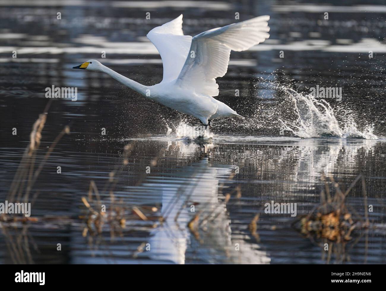 Peking, China. 7th Dez 2021. Ein Schwan ist am Qingshui-Fluss im Bezirk Miyun in Peking, der Hauptstadt Chinas, am 7. Dezember 2021 abgebildet. Quelle: Chen Yehua/Xinhua/Alamy Live News Stockfoto