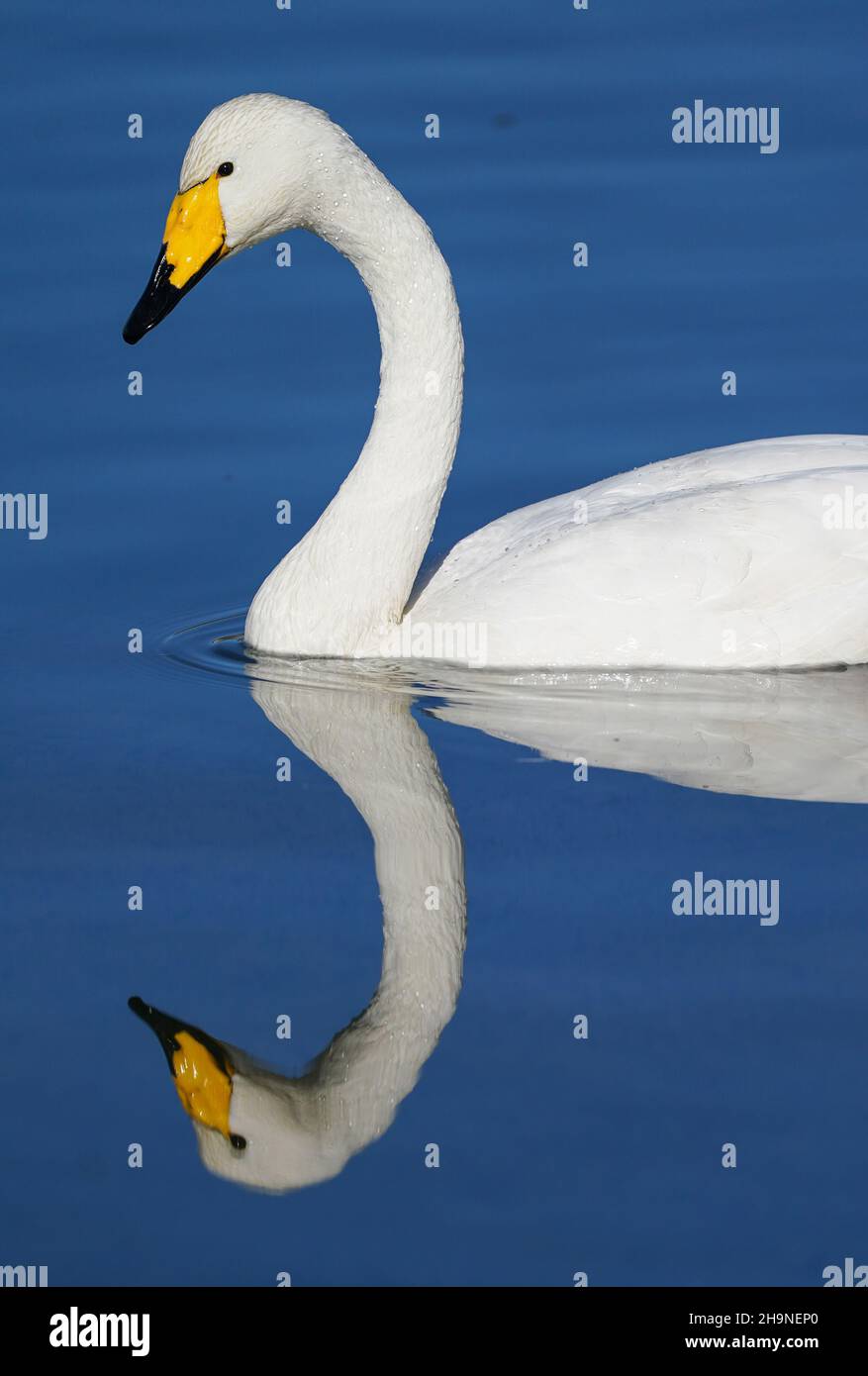 Peking, China. 7th Dez 2021. Ein Schwan ist am Qingshui-Fluss im Bezirk Miyun in Peking, der Hauptstadt Chinas, am 7. Dezember 2021 abgebildet. Quelle: Chen Yehua/Xinhua/Alamy Live News Stockfoto