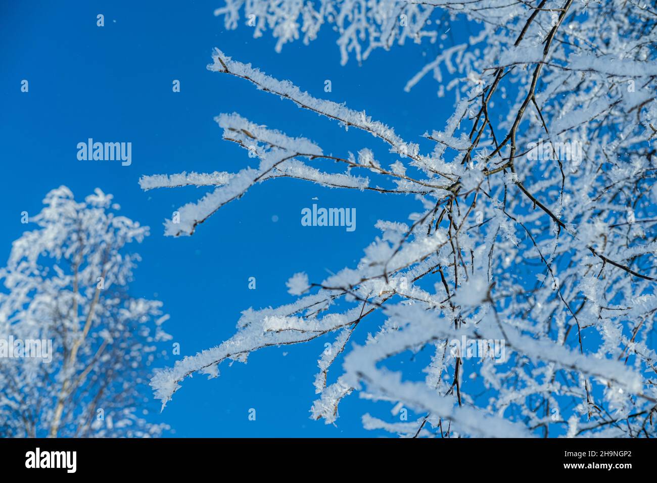 Schneebedeckte Bäume und klarer blauer Himmel. Winter kalte Schneezeit. Stockfoto