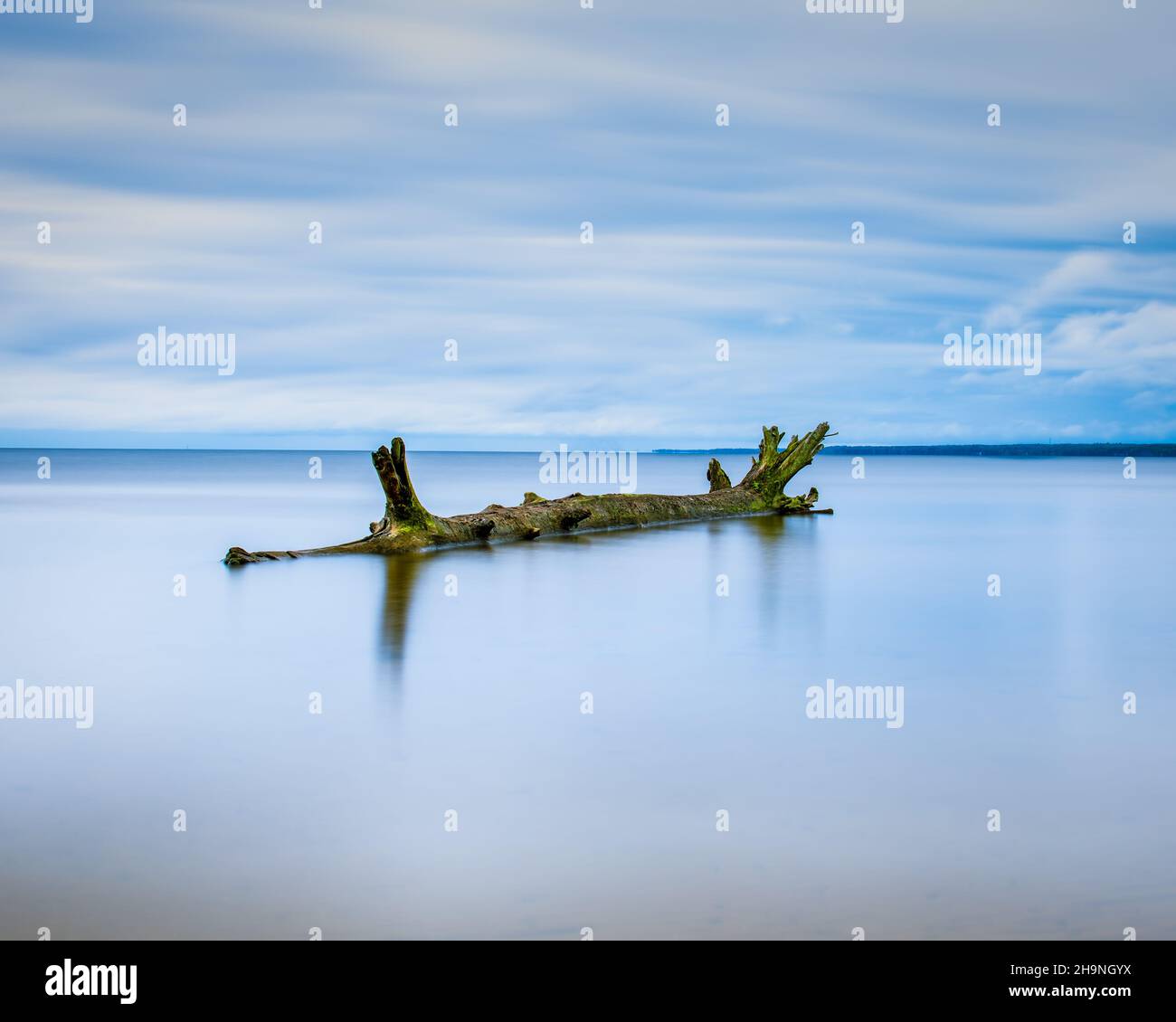 Lange Exposition eines Baumes in einem See Stockfoto