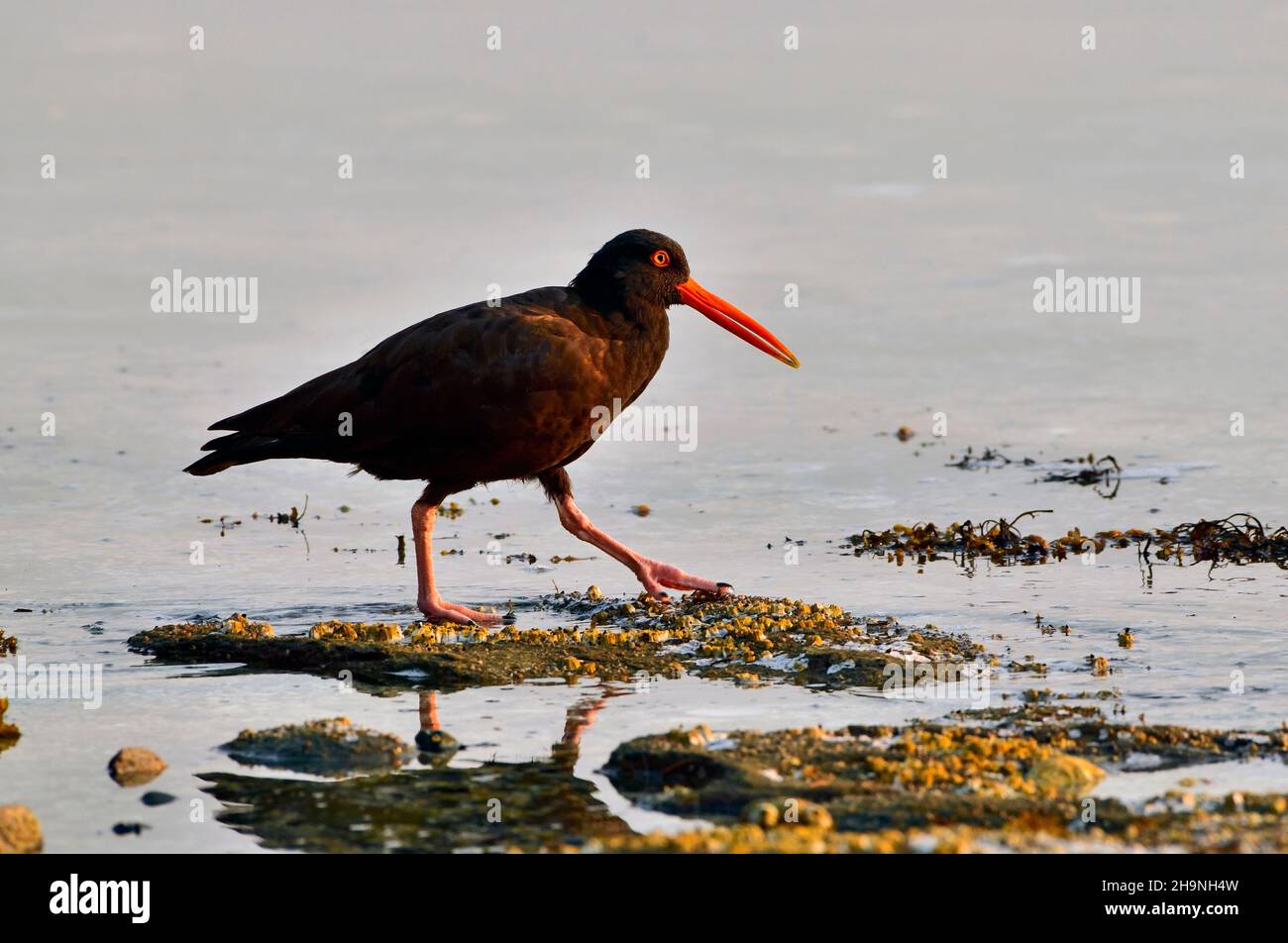 Ein Schwarzer Austernfischer (Haematopus bachmani) im frühen Morgenlicht, der entlang der Küste von Vancouver Island British Columbia Canada auf Nahrungssuche geht. Stockfoto