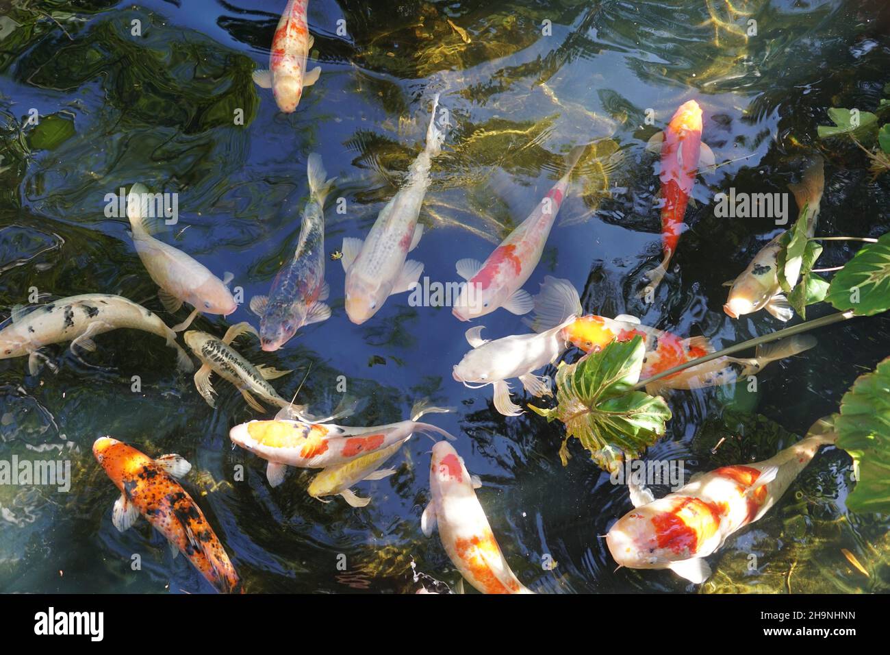 Gemischte Farben und Formen von Koi-Fischen in einem Teich Stockfoto