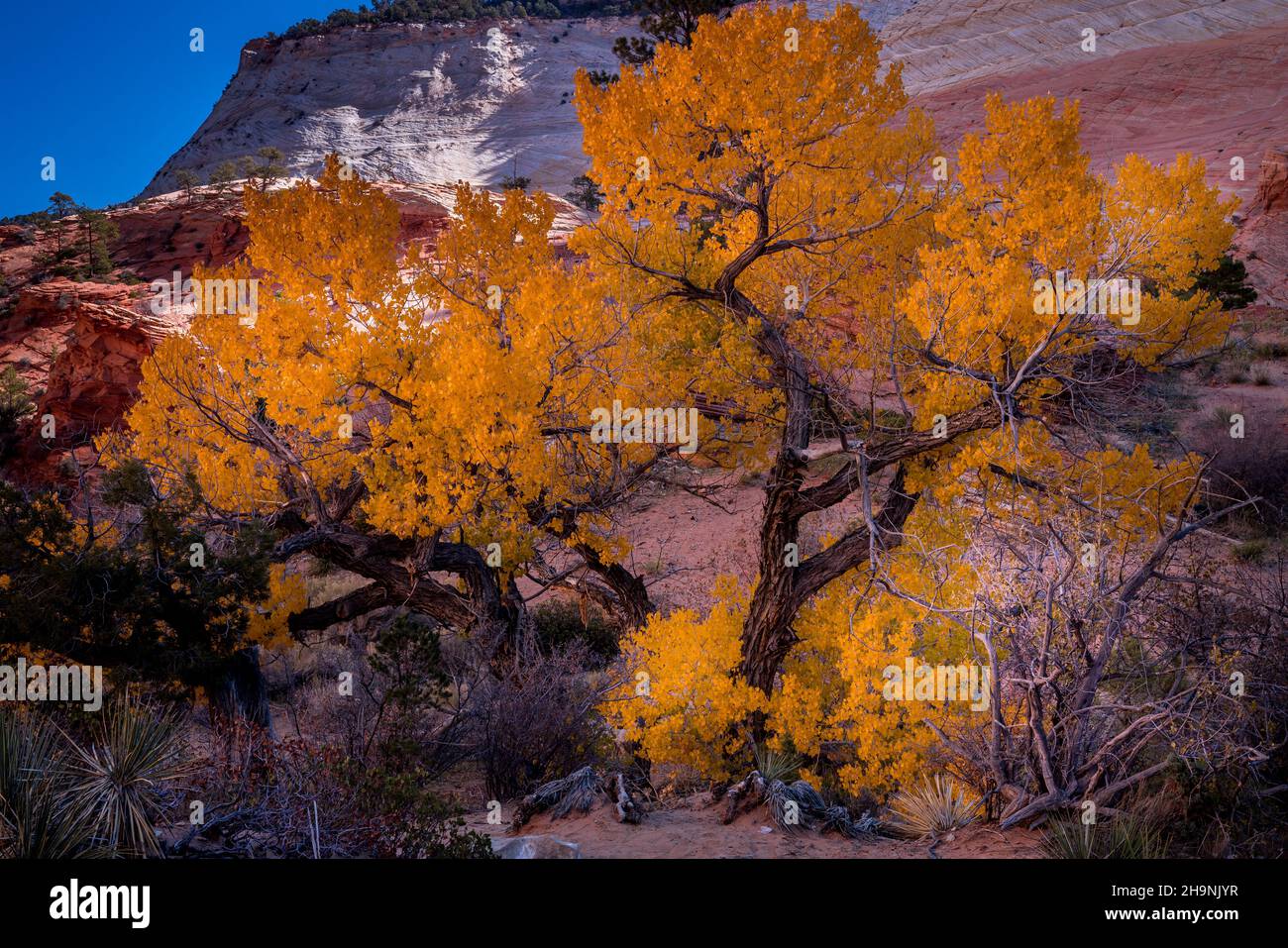 Ich wuchs von einem felsigen Berghang aus und entdeckte diesen farbenfrohen Baum auf der Fahrt durch den Zion National Park. Stockfoto