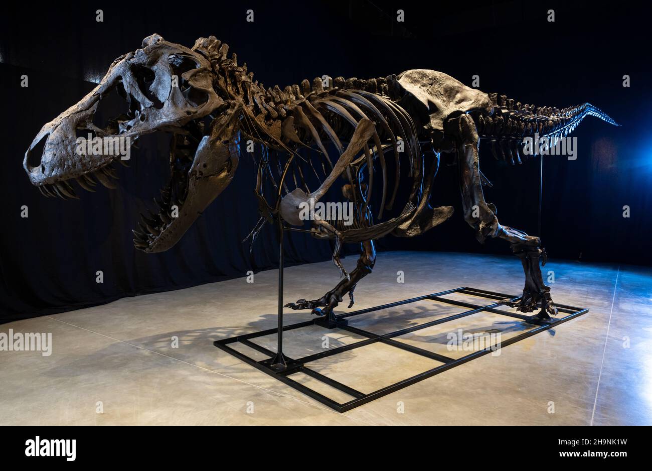 Denkendorf, Deutschland. 07th Dez 2021. Das Skelett eines Tyrannosaurus