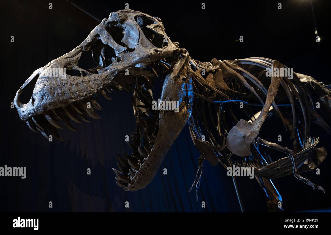 Denkendorf, Deutschland. 07th Dez 2021. Das Skelett eines Tyrannosaurus