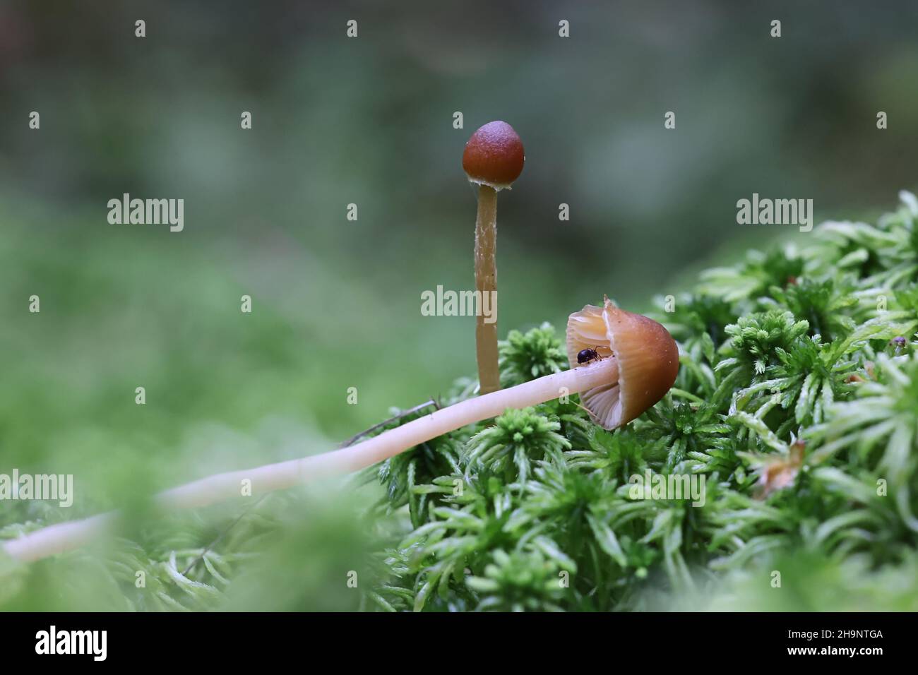 Galerina sphagnicola, kleiner brauner Pilz aus Finnland, kein gebräuchlicher englischer Name Stockfoto