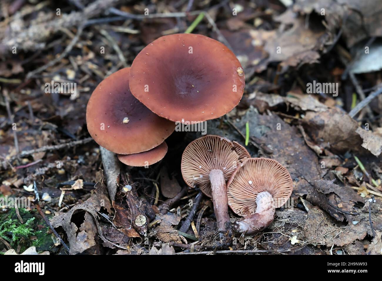Lactarius camphoratus, im Allgemeinen bekannt als Curry-Milchkappe, wilder Pilz aus Finnland Stockfoto