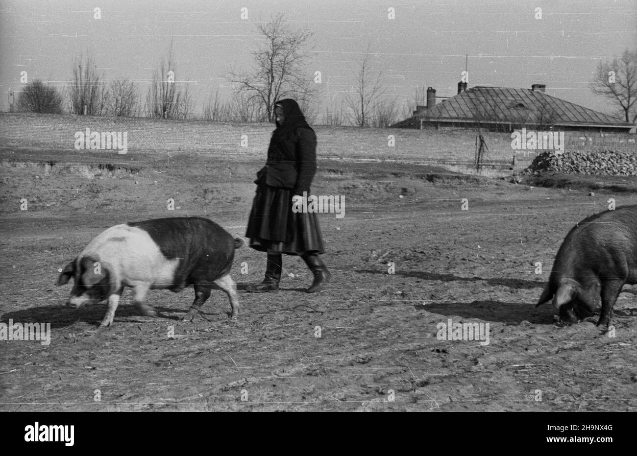 Rawa Mazowiecka, 1949. Targ oraz skup produktów rolnych od okolicznych mieszkañców, prowadzony przez Gminn¹ Spó³dzielniê Samopomoc Ch³opska. pw PAP Dok³adny miesi¹c i dzieñ wydarzenia nieustalone. Rawa Mazowiecka, 1949. Der Markt und der Kauf landwirtschaftlicher Produkte von lokalen Bauern durch die Bezirkskooperative Bauernselbsthilfe. pw PAP Stockfoto