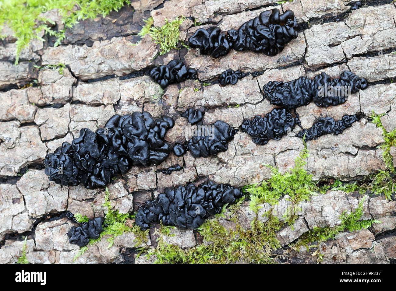 Exidia glandulosa, ein Gelierpilz, der allgemein als schwarze Hexenbutter, schwarze Geleerolle oder warzener Geleepilz bekannt ist Stockfoto
