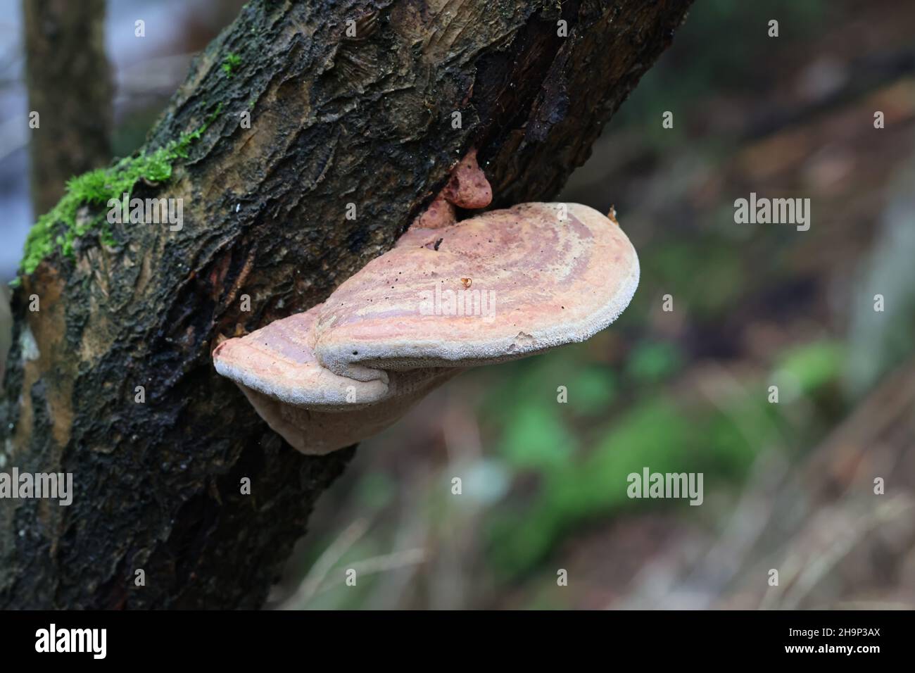 Hapalopilus rutilans, bekannt als Tender Nesting Polypore oder Cinnamon Bracket, Wildpilz aus Finnland Stockfoto