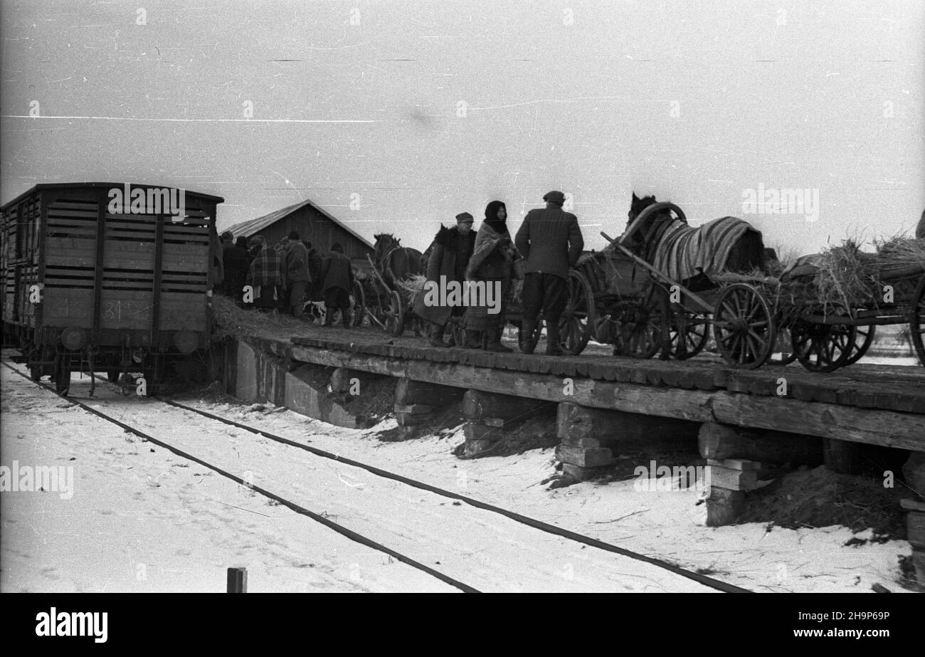 Ryki, 1949-02. Skup trzody chlewnej i byd³a zorganizowany w pow. garwoliñskim przez Zwi¹zek Samopomocy Ch³opskiej (ZSCh). Dziêki tzw. Akcji H wzros³a poda¿. NZ. Kolejka do wagi ustawionej na rampie kolejowej, z której odjedzie sprzedana zwierzêta. mw PAP Dok³adny dzieñ wydarzenia nieustalony. Ryki, 1949. Februar. Beschaffung von Schwein und Rindern, organisiert von der Selbsthilfeband der Bauern (ZSCH) im Landkreis Garwolin. Die H-Aktion trieb die Nachfrage an. Im Bild: Eine Schlange zu einem Gewicht auf einer Bahnrampe, von der verkaufte Tiere abfahren werden. mw PAP Stockfoto