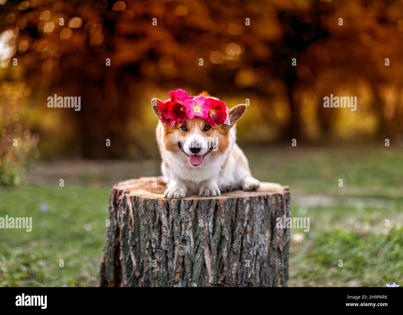 -schönes Porträt eines Corgi-Hundes, der auf einem Stumpf im Garten sitzt, mit einem Kranz aus Rosenblumen auf seinem Kopf Stockfoto