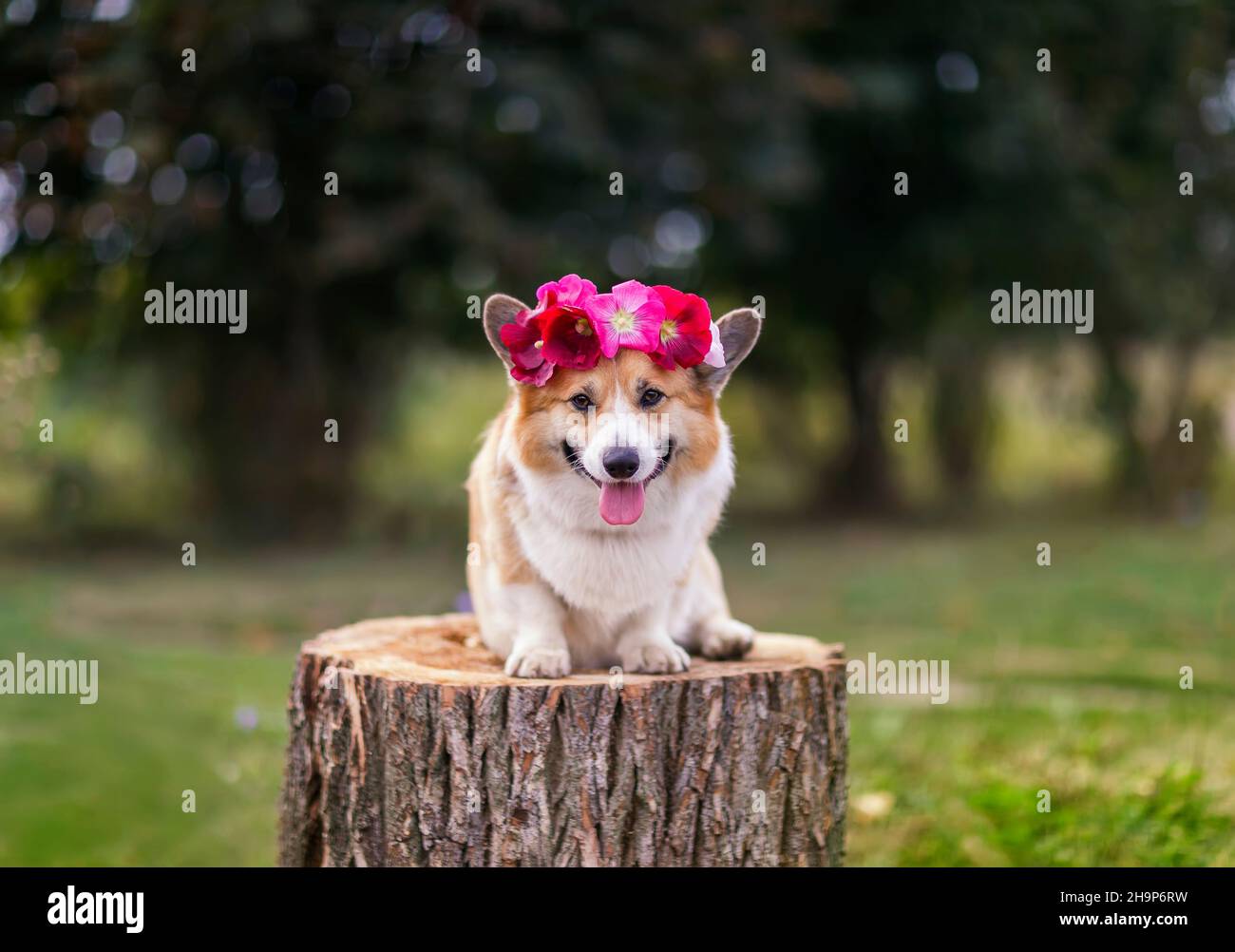 Schönes Porträt eines Corgi-Hundes, der auf einem Stumpf im Garten sitzt, mit einem Kranz aus Rosenblumen auf seinem Kopf Stockfoto