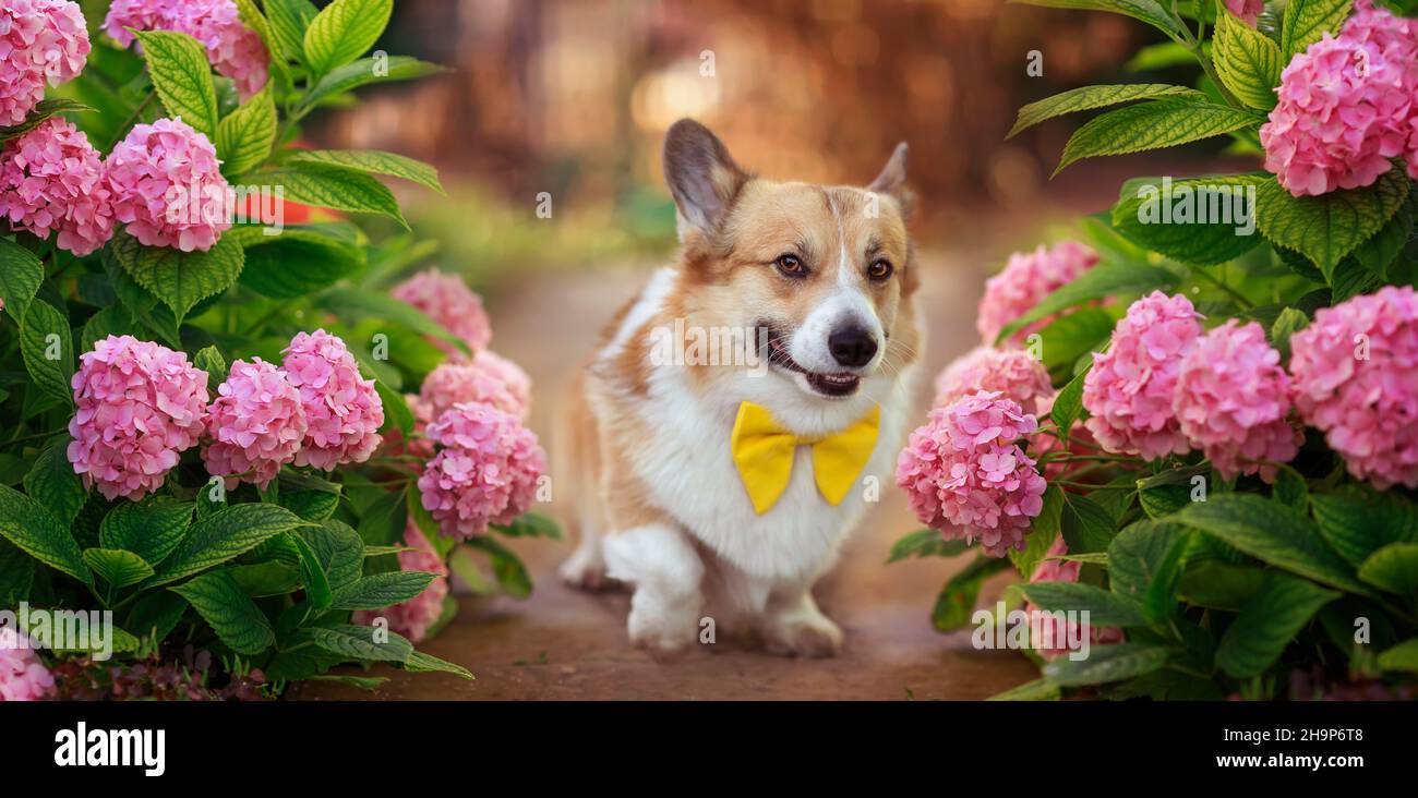 Portrait lustiger Welpenhund Corgi geht in einem sonnigen Garten zwischen rosa schönen Hortensien-Blüten Stockfoto