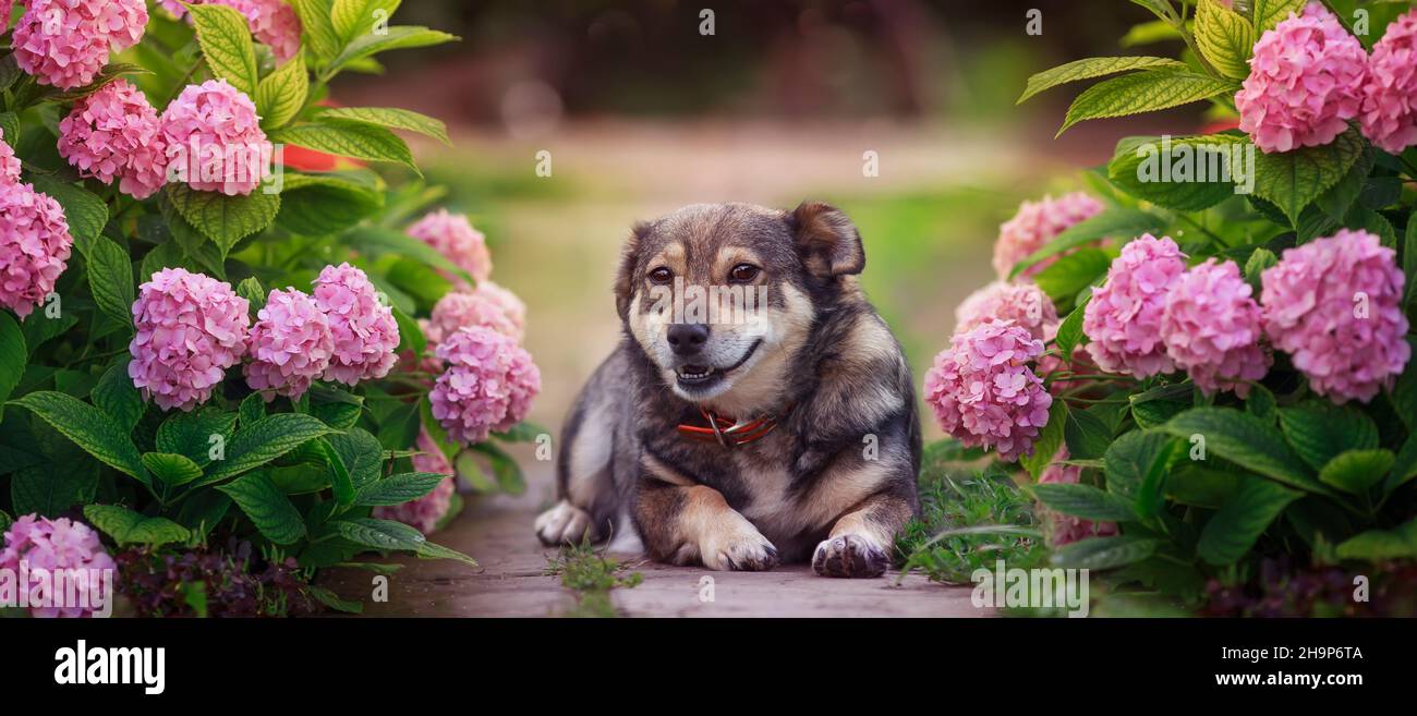 Porträt eines niedlichen Hundes, der in einem sonnigen Garten inmitten von rosa Hortensienblumen liegt Stockfoto