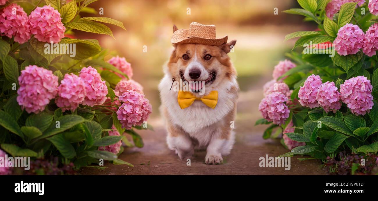 Porträt eines schönen Welpen Corgi Spaziergänge in einem sonnigen Garten zwischen rosa Hortensien Blumen Stockfoto