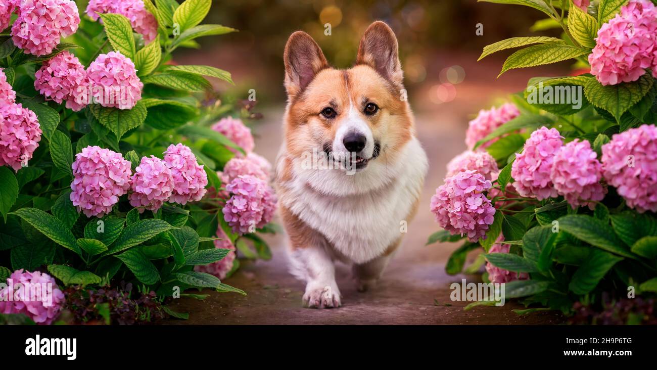 Portrait lustiger Welpenhund-Corgi geht in einem sonnigen Garten zwischen rosa Hortensien-Blüten Stockfoto