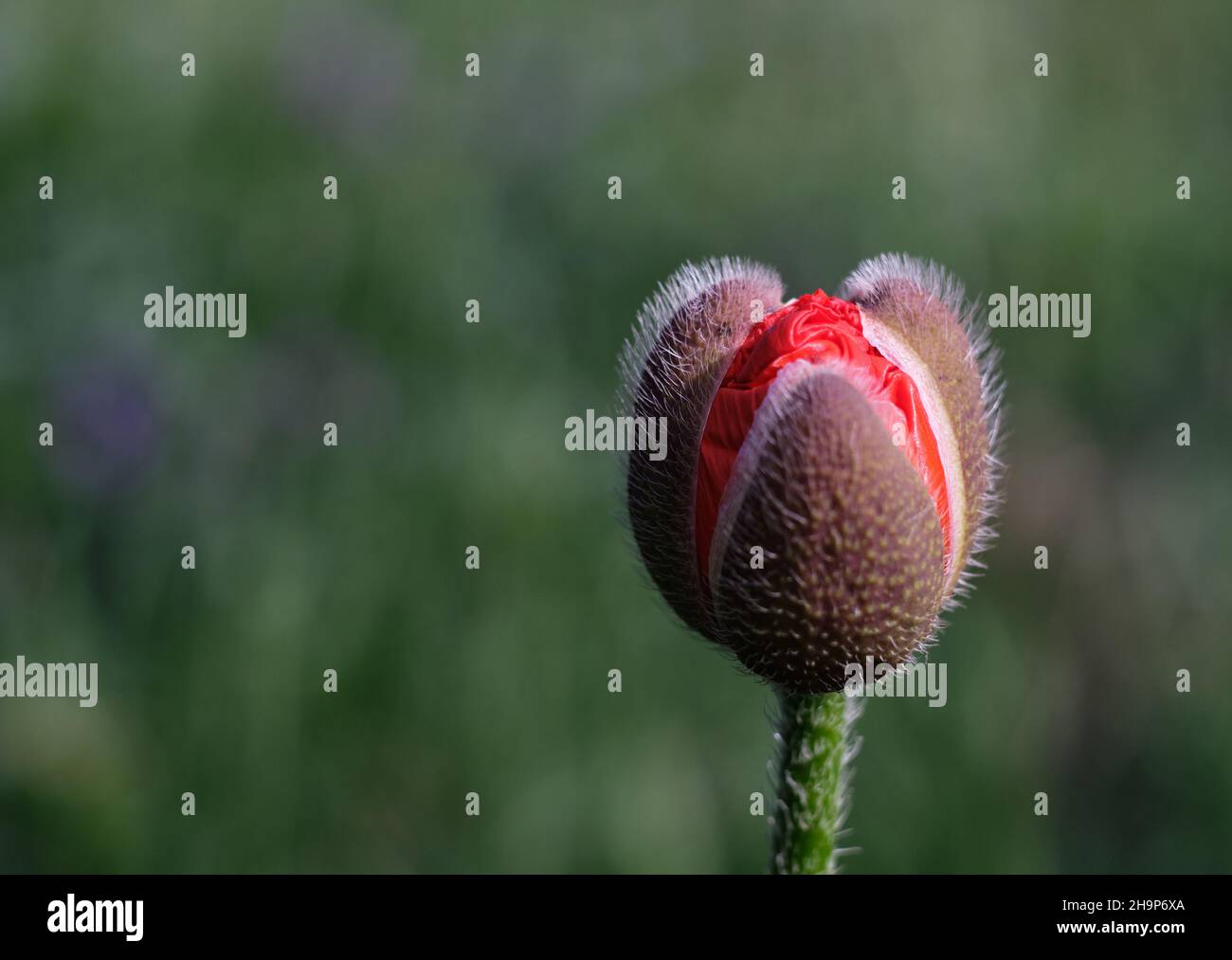 Eine blühende Tulpe auf der Wiese Stockfoto