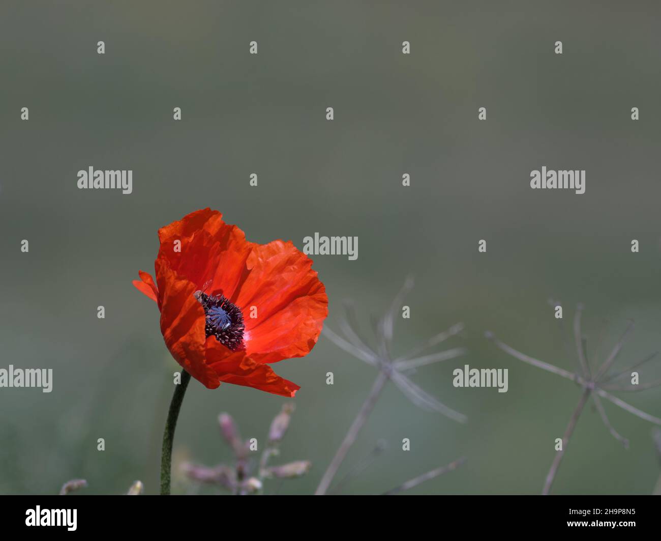Die einbeinige Tulpe auf der Wiese, Papaver rhoeas Stockfoto