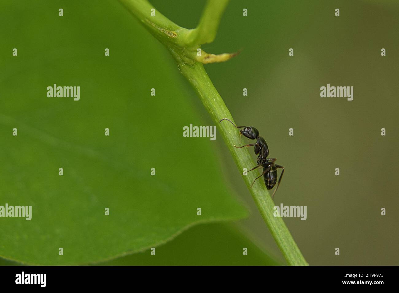 Eine geschäftige Ameise in einer Makroaufnahme auf einem Blatt. Detailreiche Aufnahme des kleinen Insekts Stockfoto