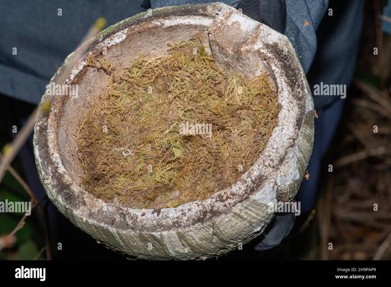 Wren Vogelnistkasten, gewölbter Nistkasten mit einem moosigen Nest, das im Winter, Großbritannien, gereinigt wird Stockfoto