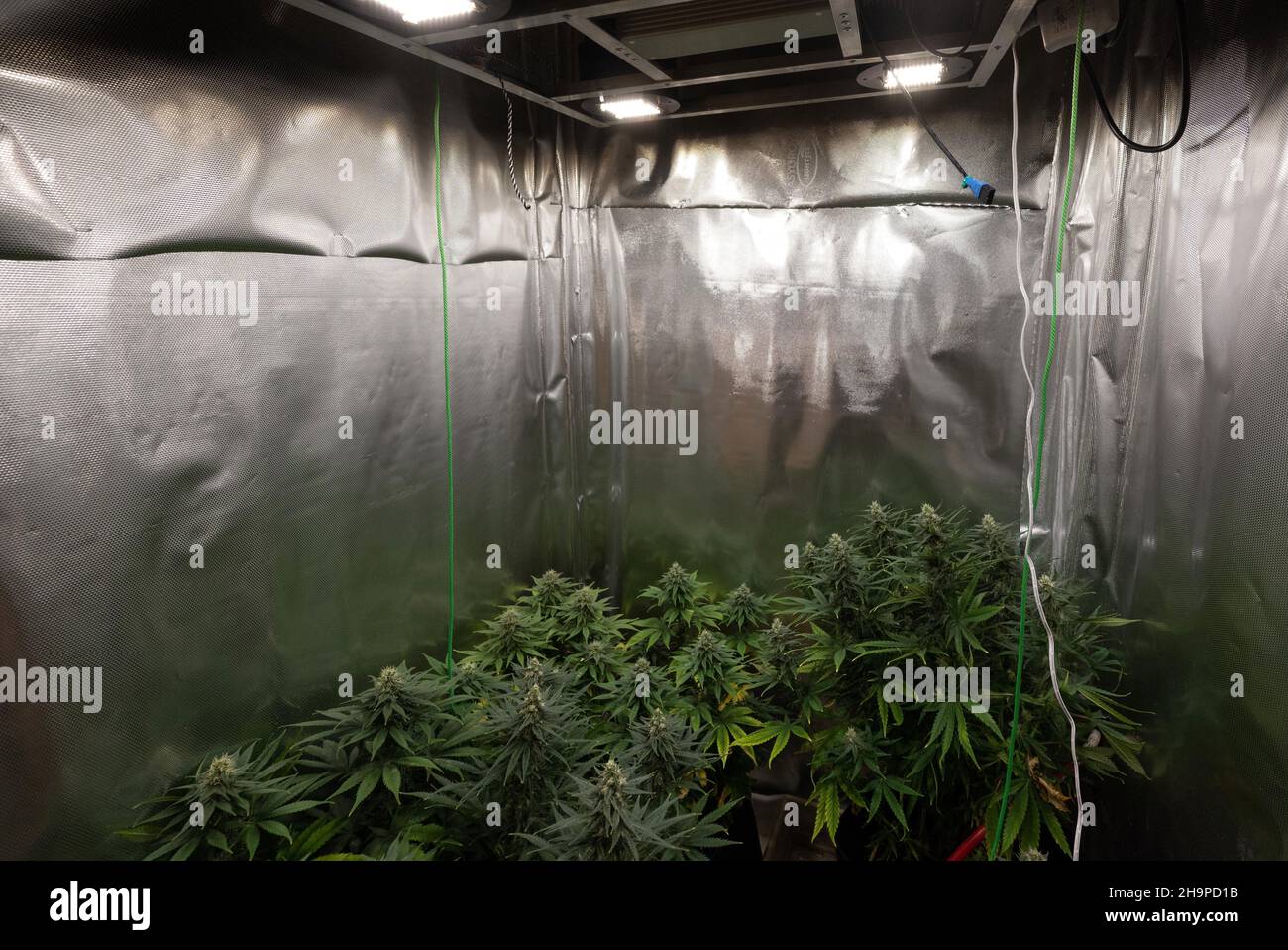Illegal selbst angebaute Cannabispflanzen. Stockfoto