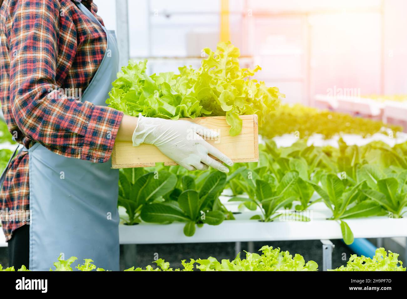 Junger Landwirt erntt Bio-Gemüse aus grüner Eiche von der Hydroponics Farm. Stockfoto