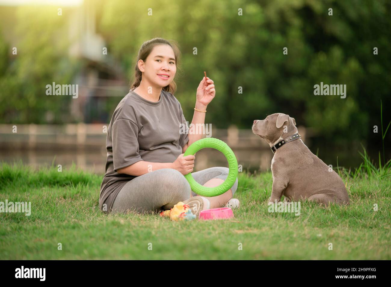 Hund Mama glückliche Familie, Schwangeren mit Welpen Hund lustig und niedlich, amerikanischen Bully Hund, PET-Liebhaber Stockfoto