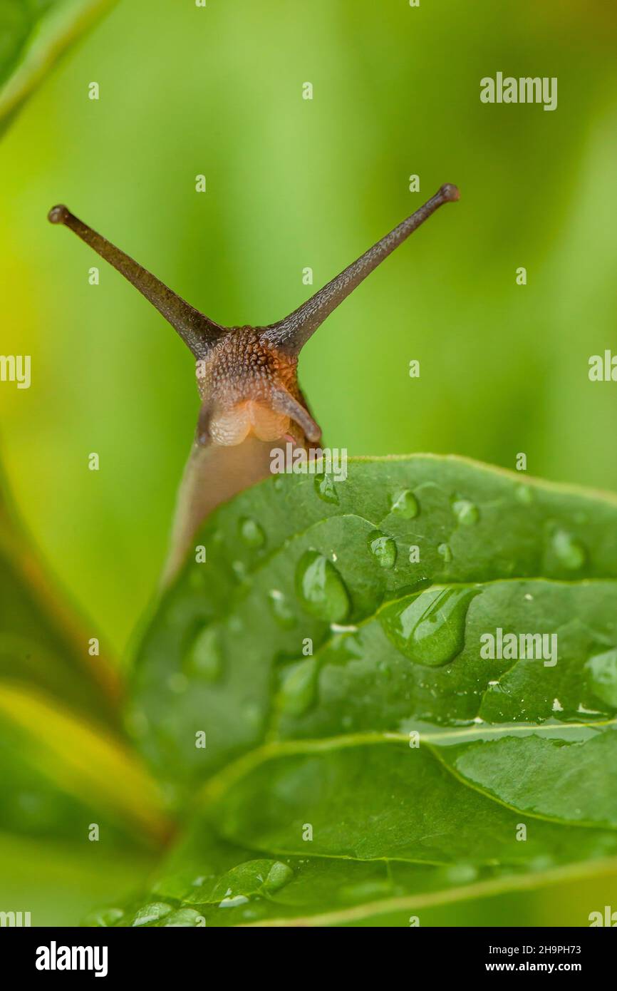 Niedliche Gartenschnecke mit langen Ranken aus der Nähe und Blick auf die Kamera über einem nassen grünen Blatt. Stockfoto