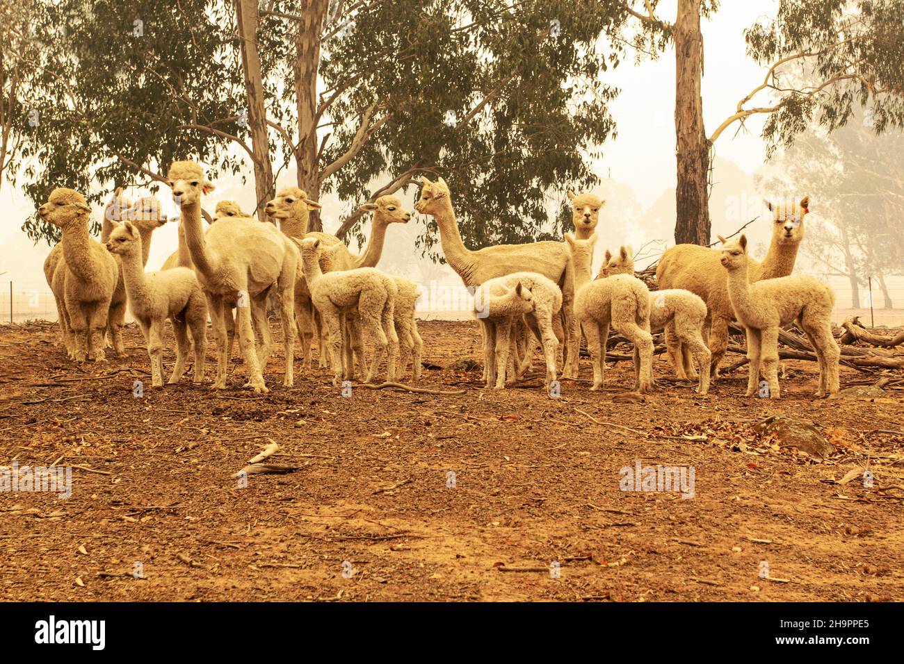 Alpaka-Herde auf australischem Bauernhof. Stockfoto