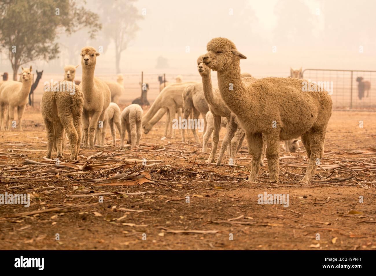 Alpaka-Herde auf australischem Bauernhof. Dürre in Australien Stockfoto