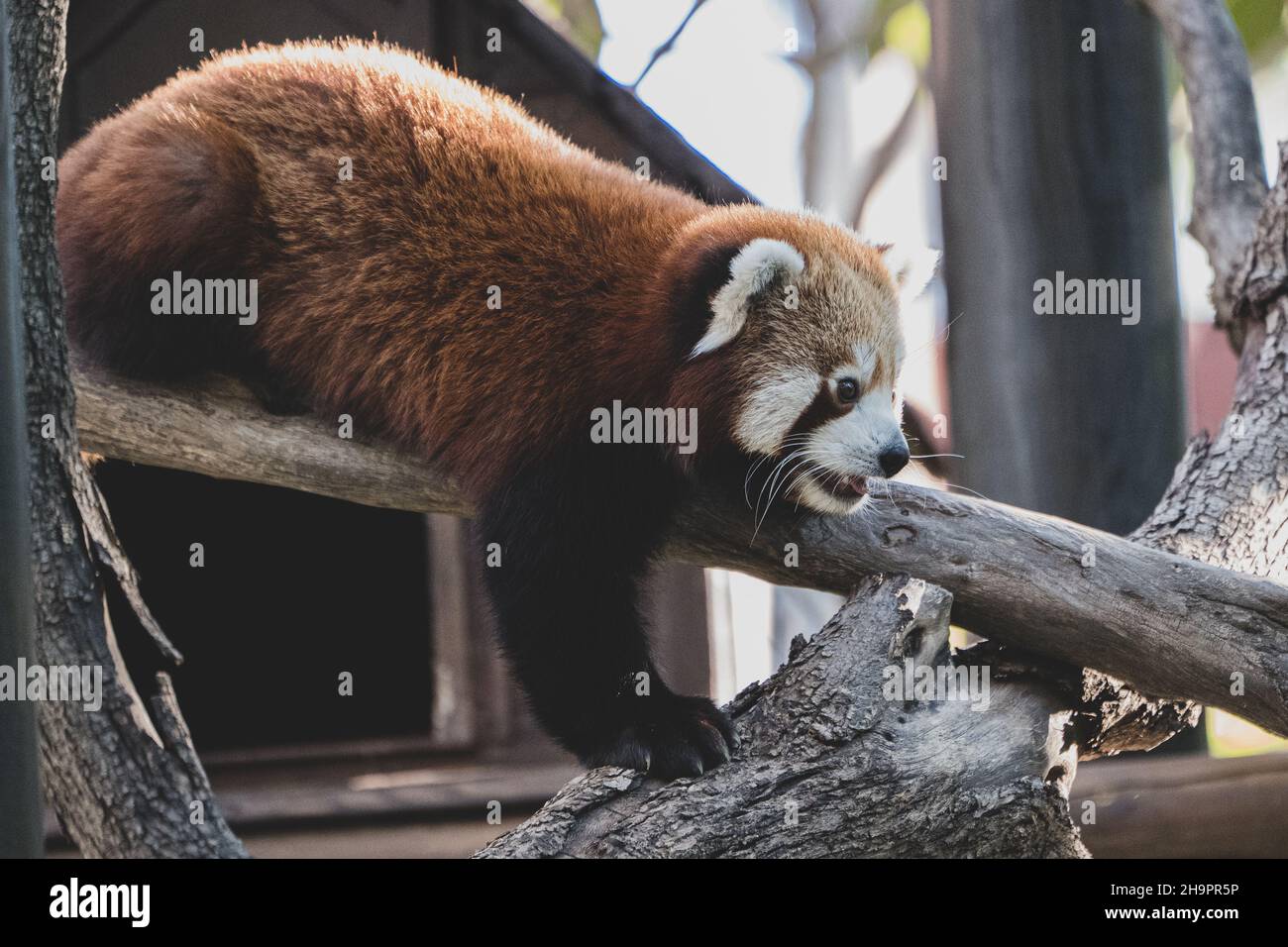 Panda rojo jugando en las ramas. Roter Panda spielt Stockfoto