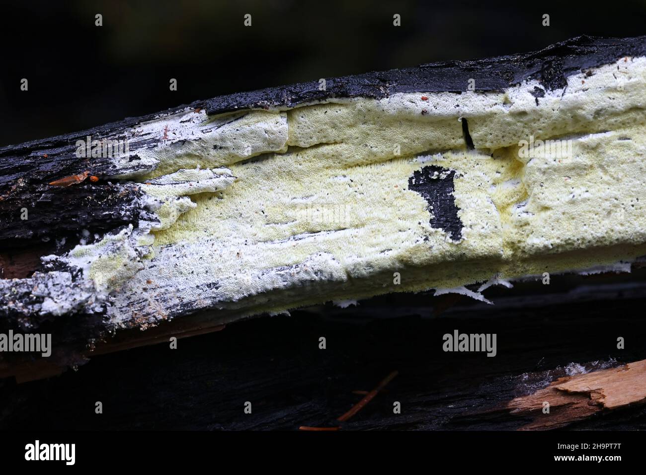 Antrodia xantha, als Gelbe Porecrust, Kruste Pilz aus Finnland bekannt Stockfoto