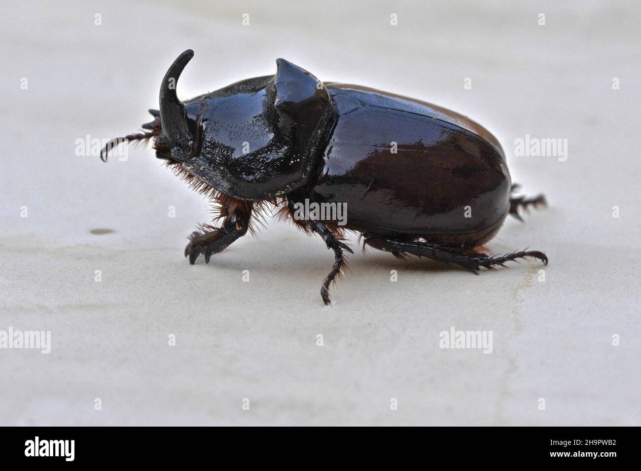 Seitenansicht eines braun-schwarzen Nashornkäfer auf weißem Grund, Familie: scarab (Scarabaeidae), Profilansicht, Käfer, Gattung: Oryctes, Polyphaga Stockfoto